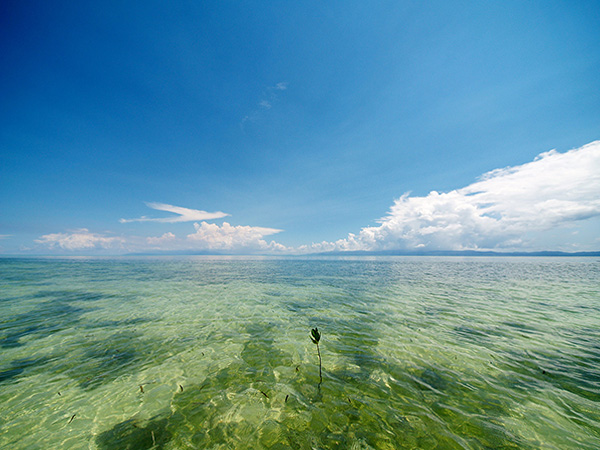Halmahera